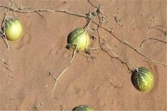 |沙漠里的大西瓜,再口渴也不能吃,为什么?吃了会怎么样?