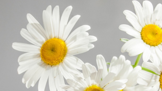 生肖▲前言：5月份，爱的如火如荼，难分难舍，事业爱情双丰收的星座