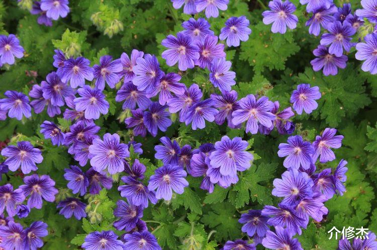 生肖|7天之后，真情流淌，爱意复活，前缘不散，再度真情相拥的4大星座