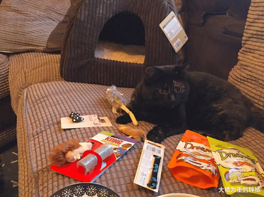 猫咪常常给主人送礼，送完老鼠虫子再送叶子，如今却还得主人掏钱