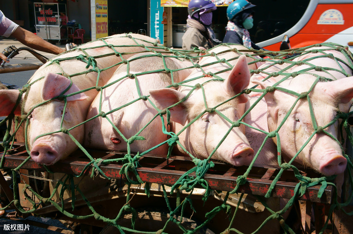 「生猪价格」生猪价格持续下跌，为何消费者仍不满意？只怪肉价下跌不够快