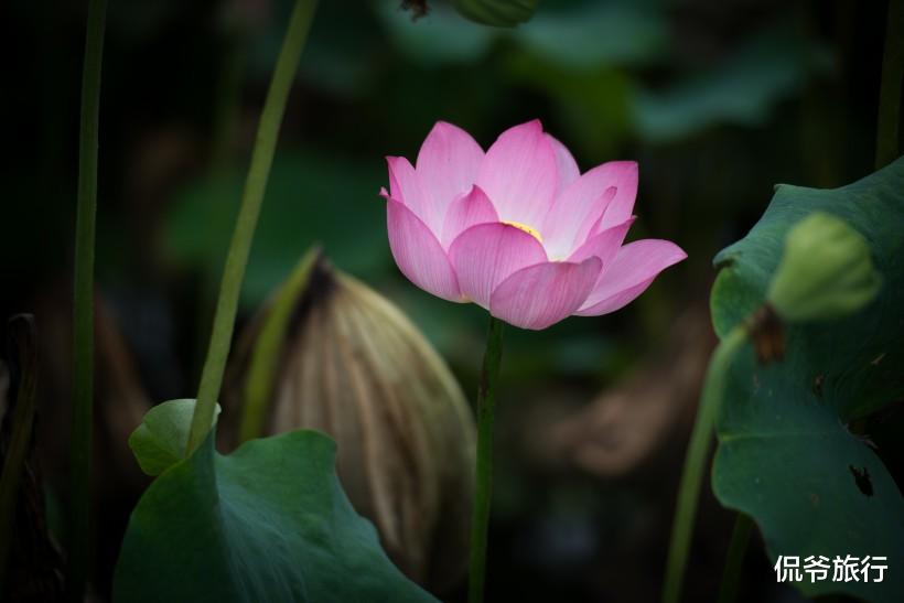 「生肖」6月22号，愁事全无，3生肖翻身，被财神爷盯上，不会缺钱花