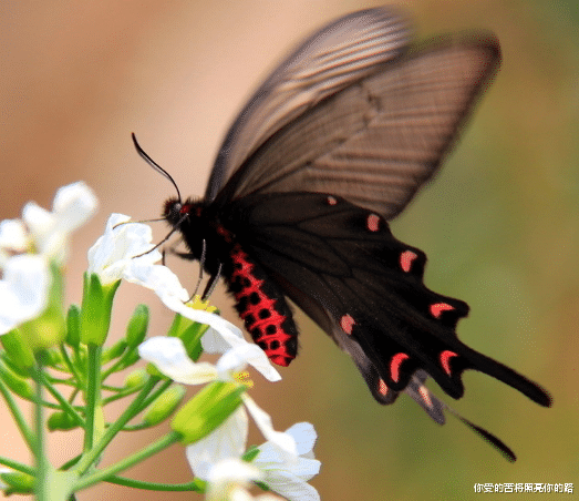 「」到了7月初，好运气来临，4属相求财上上签，生活更上一层楼