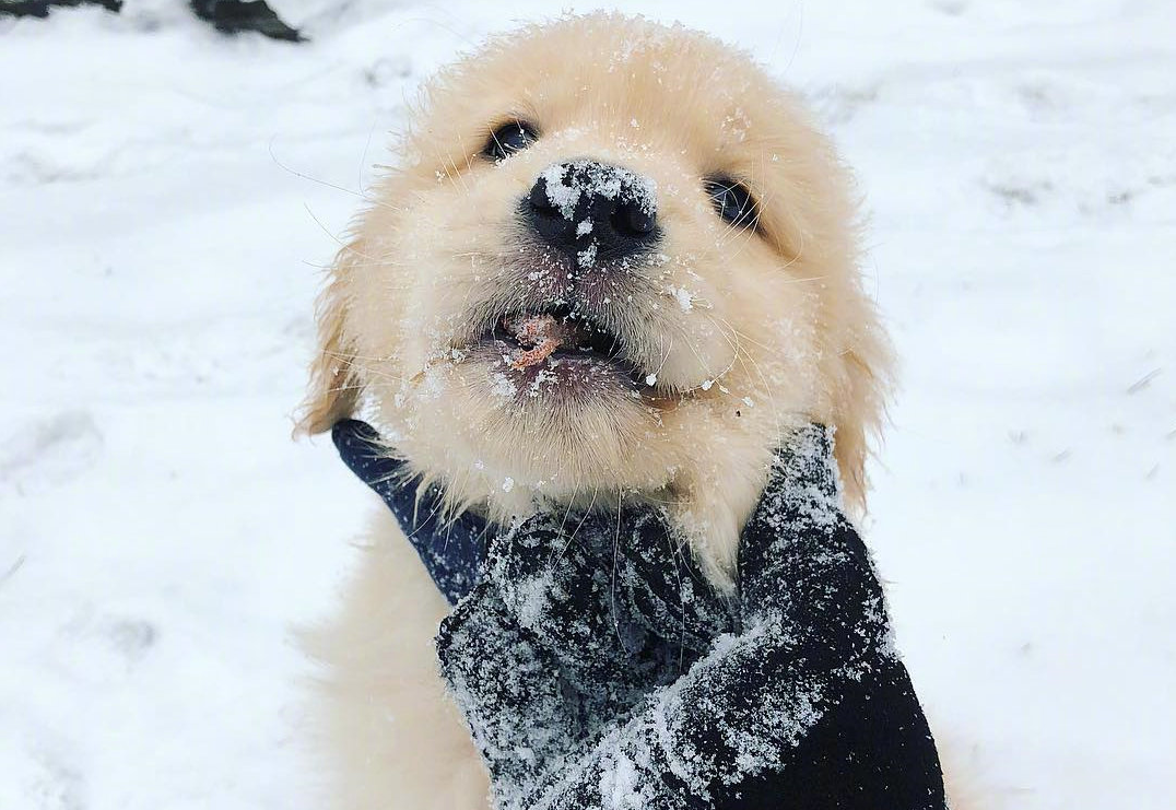 出短差时，要给狗狗放多少狗粮比较好？