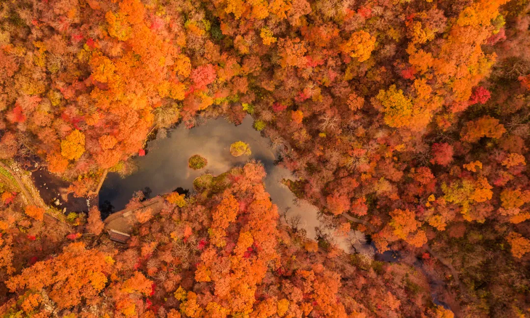 长白山|秋天的东北藏不住了，一组照片流出后，全世界都被惊艳了！