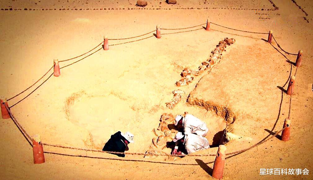 卫星|探秘海洋霸主的独特进化史，鲸鱼家族的祖宗原来像一头狼