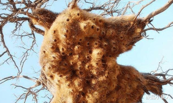 毒蛇▲地球上最大的鸟窝，却没人敢去掏鸟蛋，里面布满了各种毒蛇