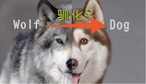 冰川期|1.5万年前，一只灰狼走进人类地盘，从此一个新物种诞生了