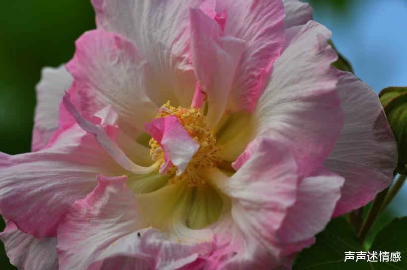 『生肖』下个月,桃花就位,将前缘变良缘,旧爱回首变挚爱的四大生肖