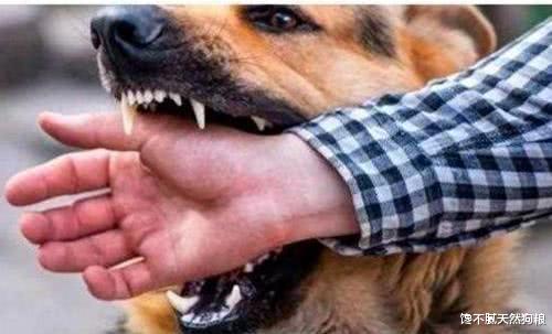 狗狗有这6种行为，是在向你“喊救命”，宠主不要忽略了