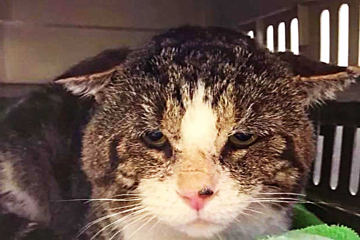 流浪猫突然不辞而别，让男子很自责，20年后得知实情时，当场泪崩