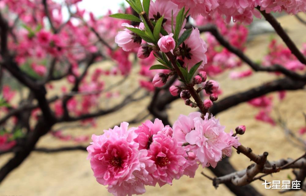 生肖@6月22号，意外财运上门的3生肖，事业红火，心想事成