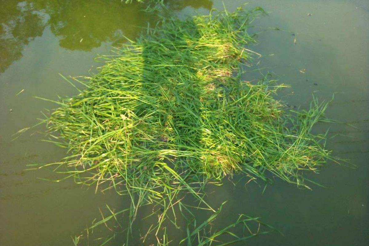 鲤鱼|弄明白这几句话，野钓找鱼窝，简直易如反掌