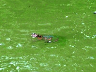 鲤鱼|关于肥水作钓，大鱼确实难钓，但是并不代表鱼难钓