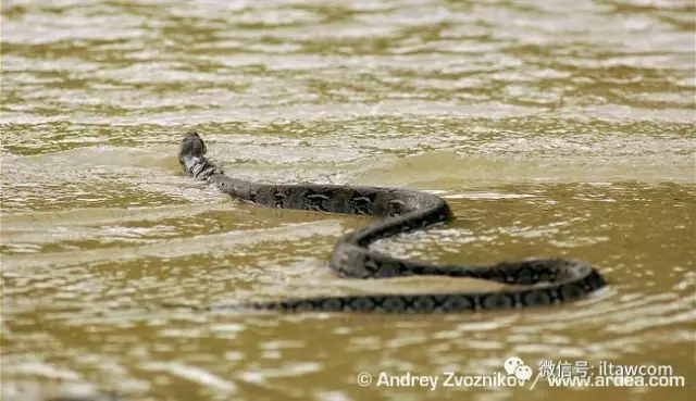 |世界上最长的蛇可以有多长?