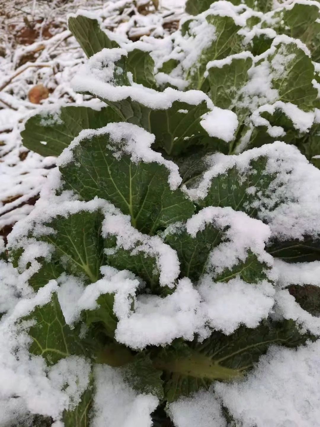 泰安|瑞雪丰年，国泰民安！看，泰安今冬第一场雪，下成这般仙境模样！