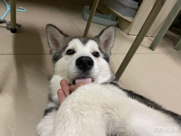 不能让二哈闻到肉味，见到肉跟“丢了魂”似的：有肉就是爹