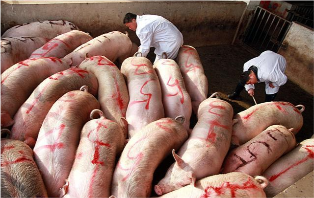 猪肉|猪价无休止下跌,进口肉锐减17%,国庆猪肉涨还是跌?答案来了