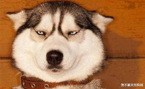 当狗狗出现这6种行为时，说明它开始讨厌你了，别傻傻不知道