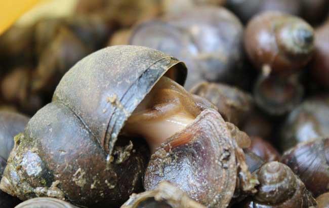 田螺■寄生虫最多的4种美食,聪明的人从来不吃,劝你最好远离