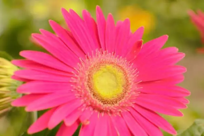 吉星|11月开始，吉星降临，收入翻番涨，财富连连的生肖