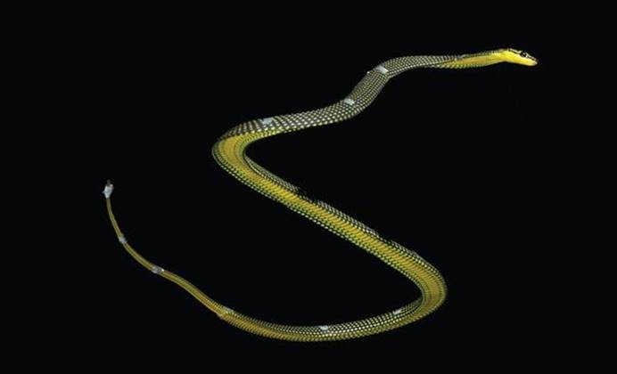 动力学|没翅膀却会飞，研究员发现金花蛇的秘籍，它已掌握“空气动力学”