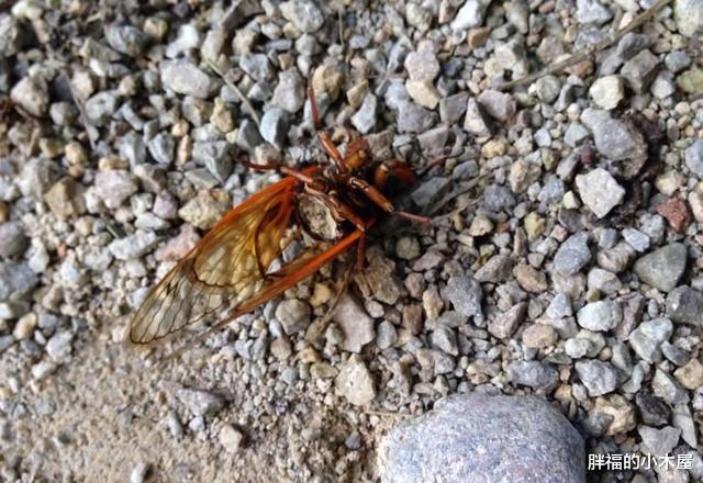 科学家|真菌操控下的“僵尸蝉”：即使腹部没了，繁殖也不停 08-15 20: 14