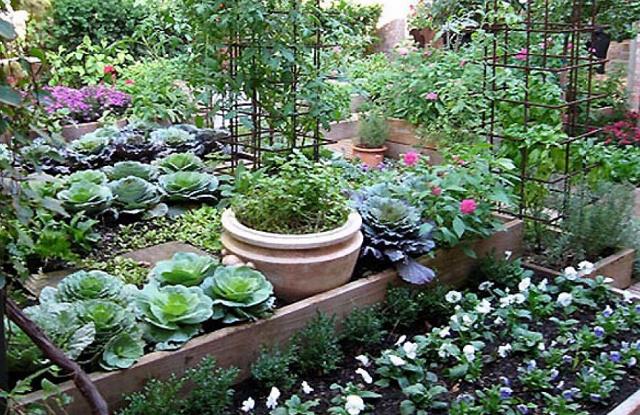 食材|“强迫症”大妈把自家菜园弄成这样，园艺师称赞道：高手在民间！