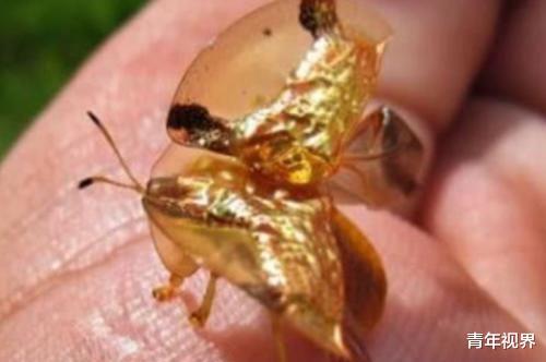 「」世界上最土豪的动物，身体内有24K纯金，抓上一只一辈子不愁