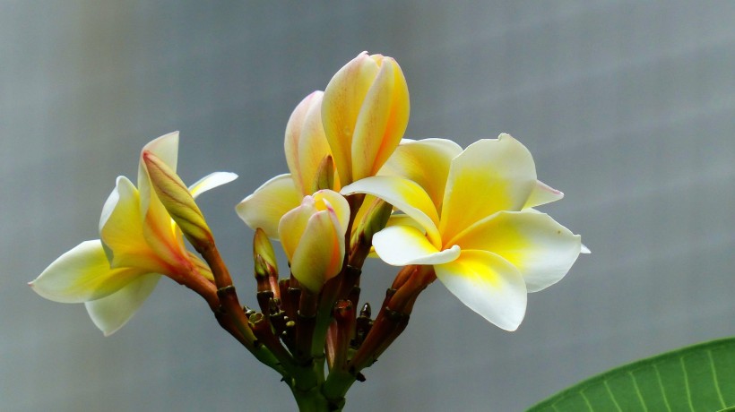 「生肖」7月上旬内，前缘未了，情深意浓，旧爱复燃再相爱的四大生肖