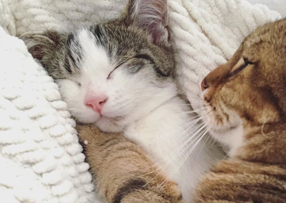 夫妻俩发现一只走路摇摇晃晃的猫咪，抱起时，小家伙一头扎在怀里不出来