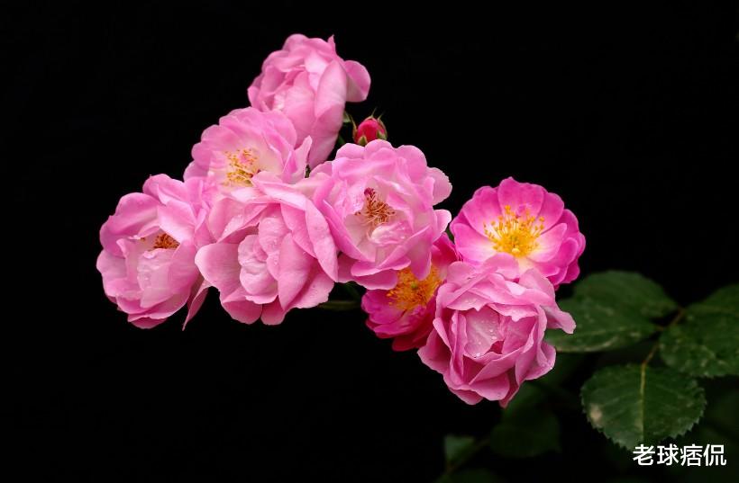 【生肖】6月，霉运消散，财运飙升，将要看见胜利曙光的生肖，赚钱到手软