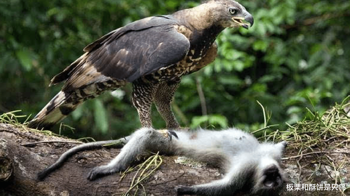 |食猿雕，当地人口中只吃猿猴的大型猛禽，如今只剩300多只