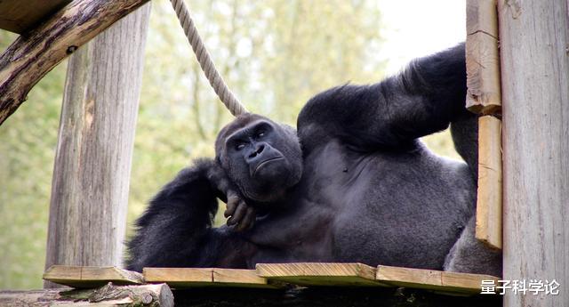 黑猩猩|大猩猩吃素也不锻炼，为什么还能保持全身肌肉？而人类却不行