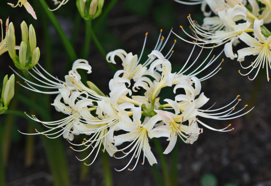 『十二星座』6月最后一周，4属相运势上升，添丁添福又添财，日子越来越好