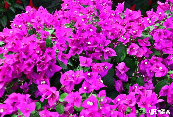 「生肖」7月3号喜神来报喜，喜事来赚钱多，人生也会更顺的3个生肖！