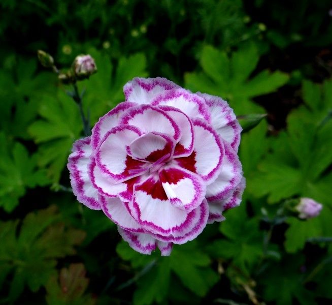 「生肖」5月份期间，欣然接受缘分和桃花，余生跟幸福结缘的四大生肖！