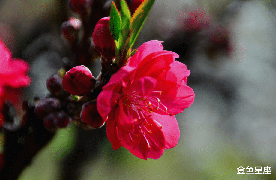 「生肖」最近十天遇财神爷，横财不断，最容易暴富的生肖
