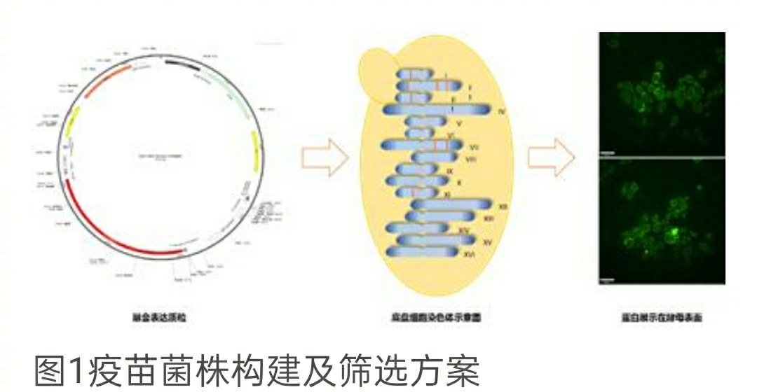 新型冠状病毒的疫苗▲新冠病毒疫苗研制成功！专家4倍量口服样品，无任何副作用