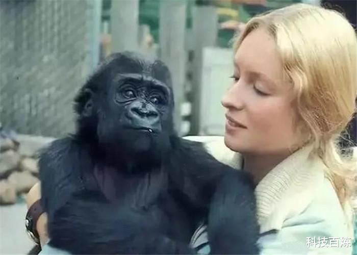 『黑猩猩』人和黑猩猩“繁衍实验”,苏联科学家试过后,结果很悲剧!