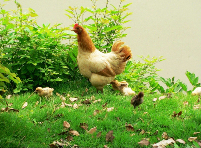 科学家|7500多年前,野鸡主动接近人类,却是带着目的来被驯化成家鸡