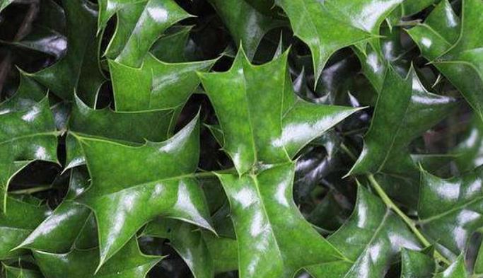 #中药#这树叶,也是一味中药,泡茶代饮,抗菌消炎、祛风湿