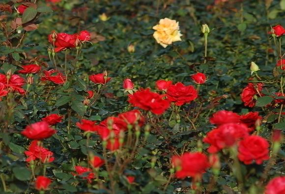 属鼠|8月17号开始，4属相鸿运八方来，财运丰厚，生活幸福美满