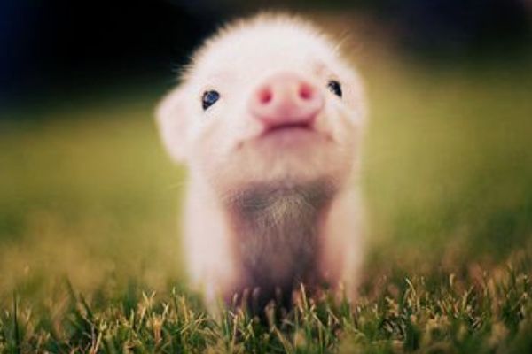 生肖|10月一开始，缘分桃花渐行渐近，真爱降临收获爱情的4大生肖！