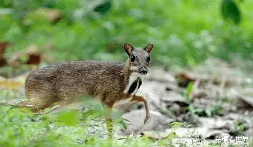 |大爷发现一只半鹿半鼠的生物,本以为是只小鹿,专家:立刻封村