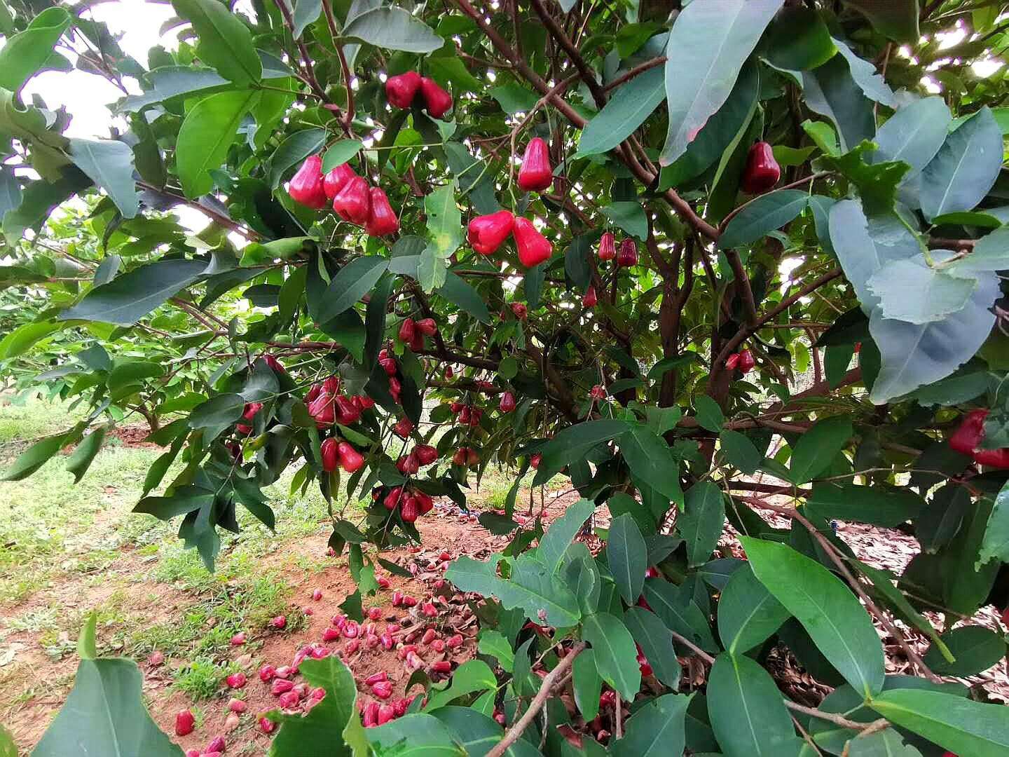 莲雾|在北方1斤卖到20，在南方被沦为绿化树，果实掉落一地无人捡