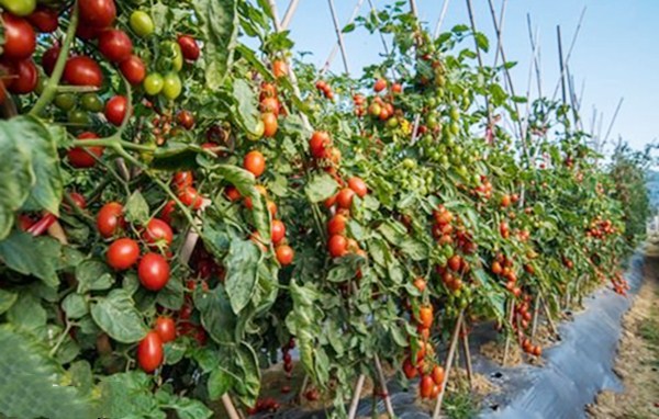 「水果」它常被误认为是转基因水果，让人抗拒，但实际上是维C之王