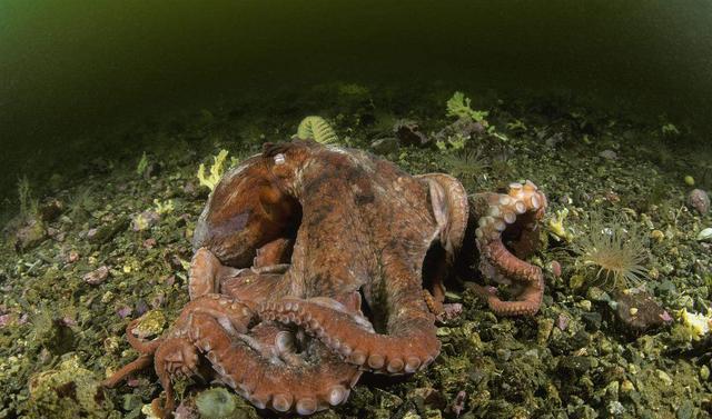 章鱼|章鱼乌贼是四维生物？超越人类可穿梭时空？网友：四维生物真香！