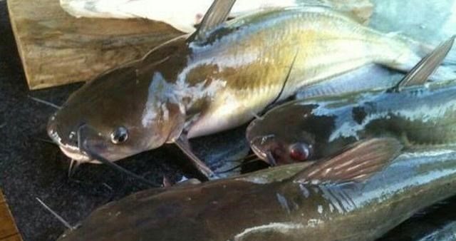 |从科学的角度看，鲶鱼真的最脏的鱼吗？