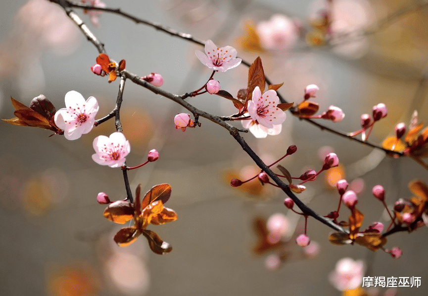 属兔|这几个星座再次邂逅良缘，11月不忘复合，喜鹊送喜，爱神眷顾